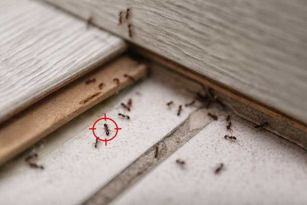 Best Mosquito Control Services  in North Syracuse, NY