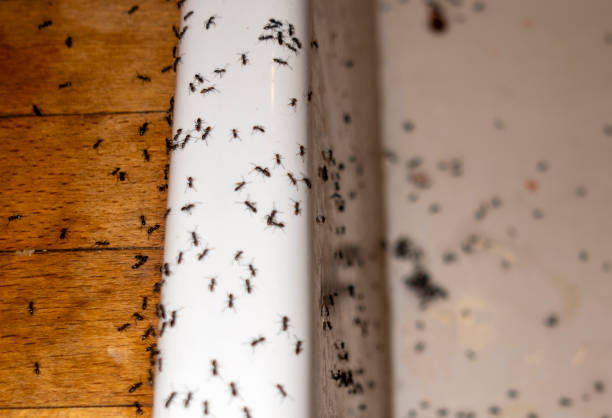 Best Pest Prevention Services  in North Syracuse, NY