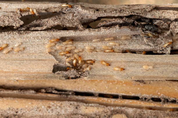 Best Emergency Pest Control  in North Syracuse, NY